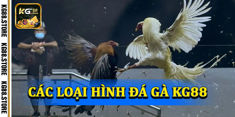 Các loại hình đá gà KG88 hiện có